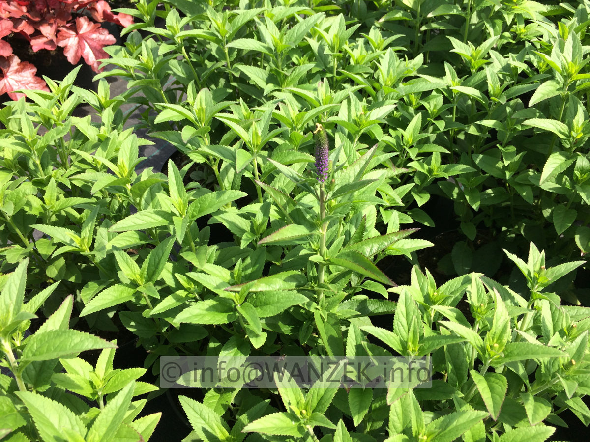 Veronica spicata Christa.JPG